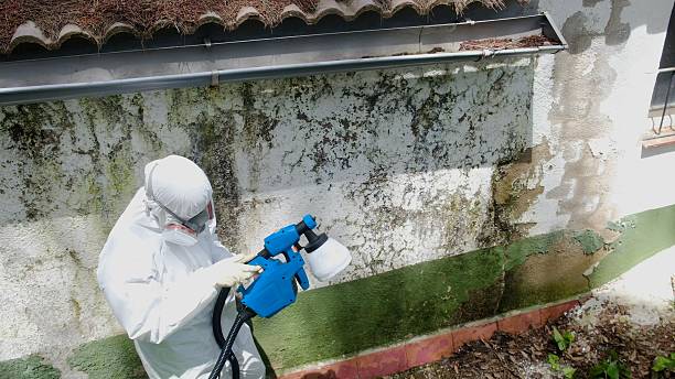Mold Removal service in Vauxhall